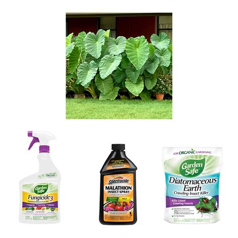 Shop Garden Safe Insect Killer with Garden State Bulb Green Mammoth ...