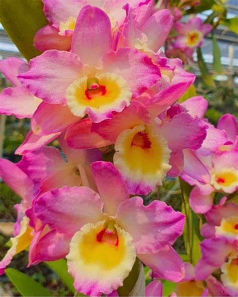 Dendrobium Orchid Species Asian Beauty Without Flower