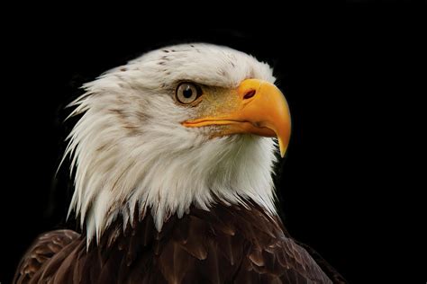 Symbol of America 的图像结果