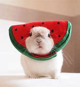 Image result for Animals with Bunny Ears
