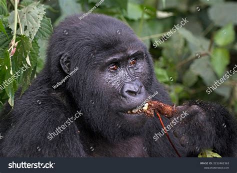 Gorilla Meat