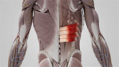 Musculus serratus posterior inferior - DocCheck
