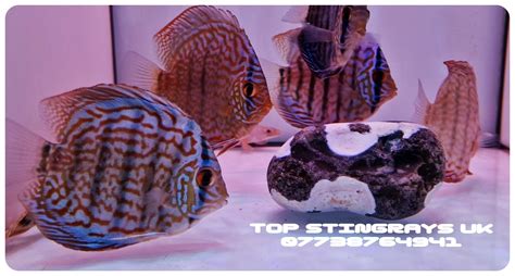 Image result for Blue Turquoise Discus