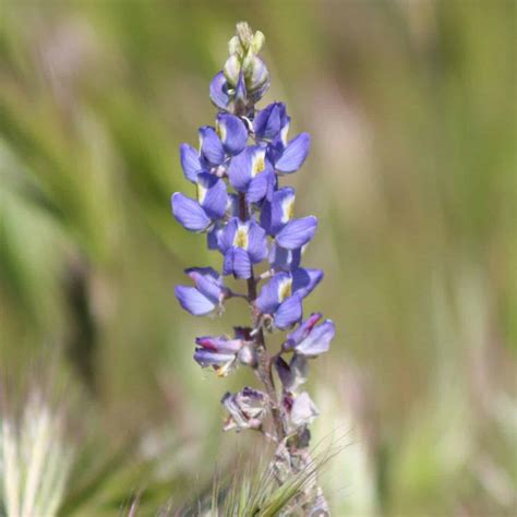Coulters Lupine - Lupinus sparciflorus - Great Basin Seed