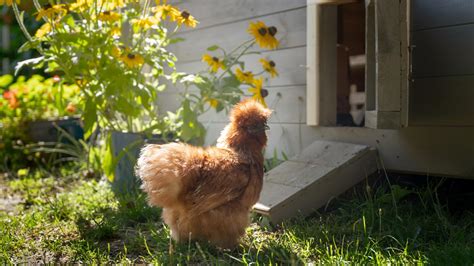 How Much Will It Cost For A Chicken Coop | Angi