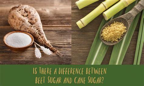 Sugar Cane Sugar Sugarcane – Gardening Solutions