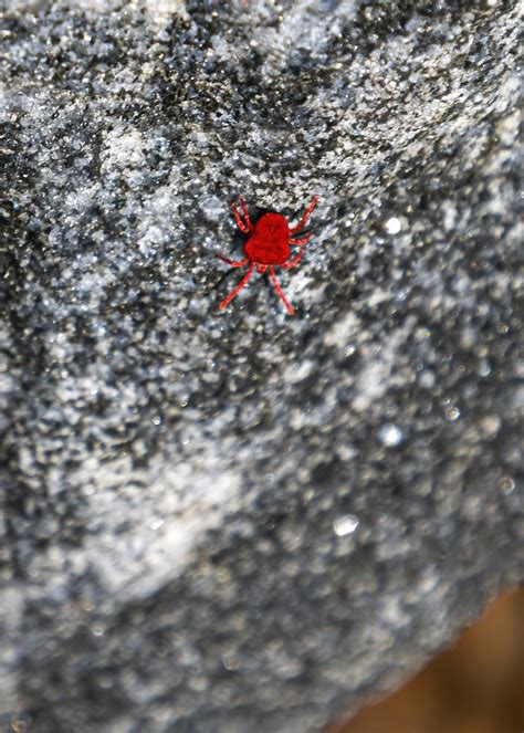 Tiny Red Spider? | Mike Powell