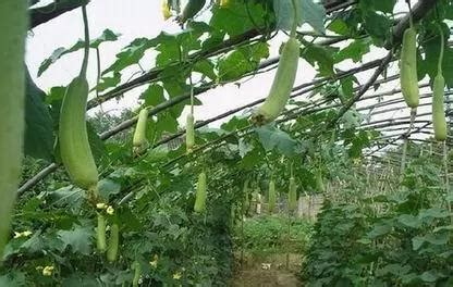 一年三茬高效种植模式：早春黄瓜—苦瓜（丝瓜）—莴笋-长江蔬菜