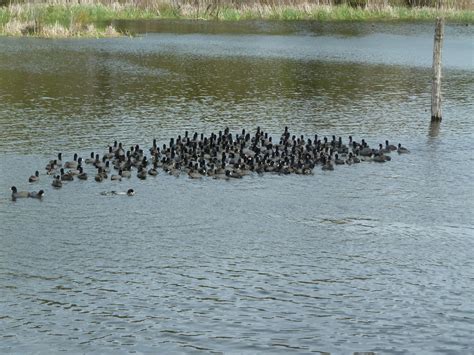 The Wanderer: Harris Neck Wildlife Refuge