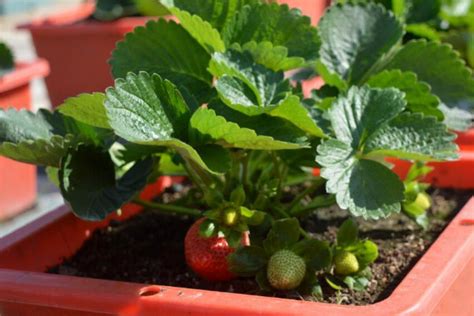 盆栽草莓种植方法 —【发财农业网】