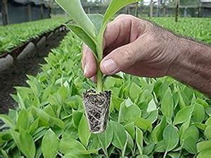 Athrovia Tissue Culture Kerala Banana Plant - Healthy Live Fruit Plant ...
