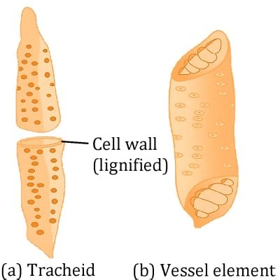 Transportation in Plants| Explaining Transpiration, Vascular System ...