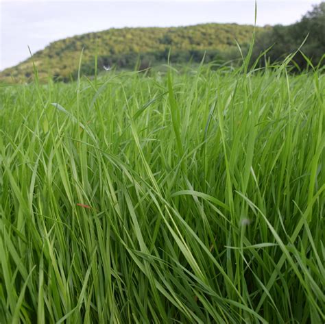Annual Ryegrass Seed for Sale | Albert Lea Seed