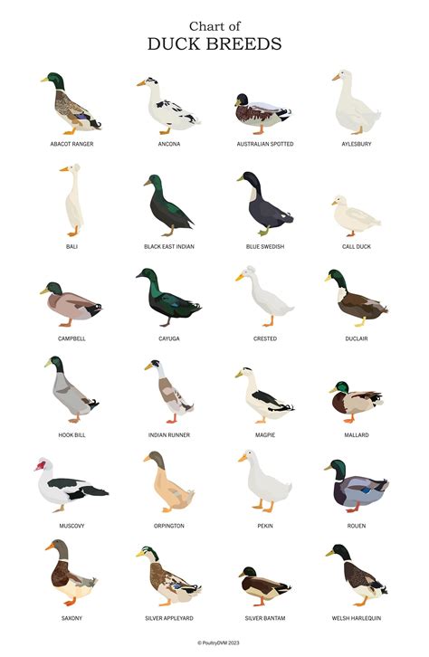 Chart of Duck Breeds Art Poster | Duck lover | Waterfowl Art | Duck Art ...