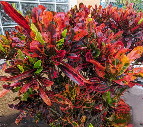 South Florida Landscape Shrubs Central Florida Landscaping Plants