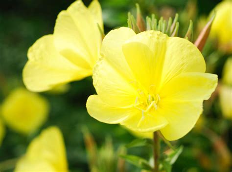 Michigan Native Plants Dry