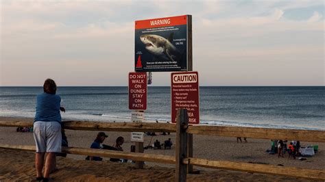 ‘Shark!’: Cape Cod Recoils in a Summer of Great White Sightings, Real ...