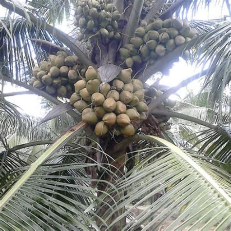 Arasampatti Tall Native Bread Coconut Tree Plant- (Pack of 1) : Amazon ...