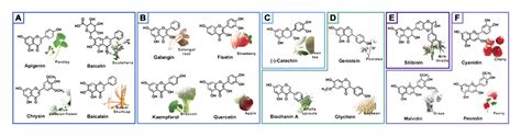 植物所科研人员揭示莲子心黄酮碳苷合成的分子机制--中国科学院植物研究所中国科学院北方资源植物重点实验室