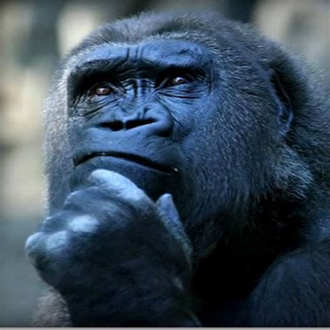 ShishirPatilgorilla