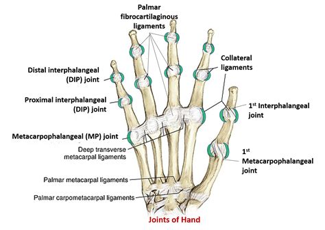 Thumb Anatomy Joints
