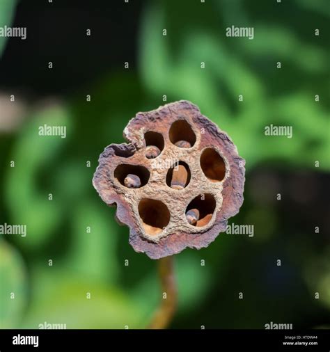 Lotus seed pod hi-res stock photography and images - Alamy