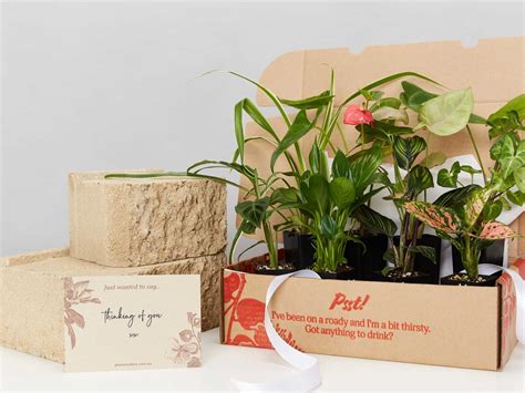 Are Plants A Good Gift at Edith Drum blog