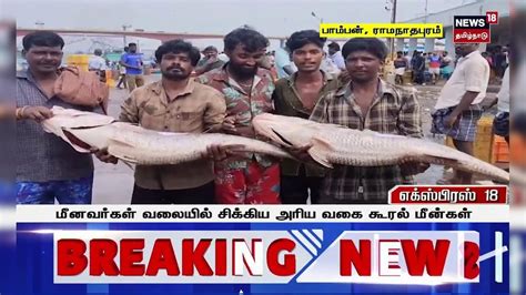 Ramanathapuram Fish | மீனவர்கள் வலையில் சிக்கிய அரிய வகை கூரல் மீன்கள் ...