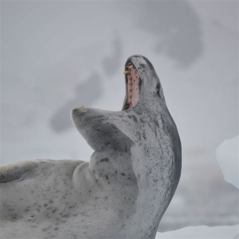 Antarctic Leopard Seals