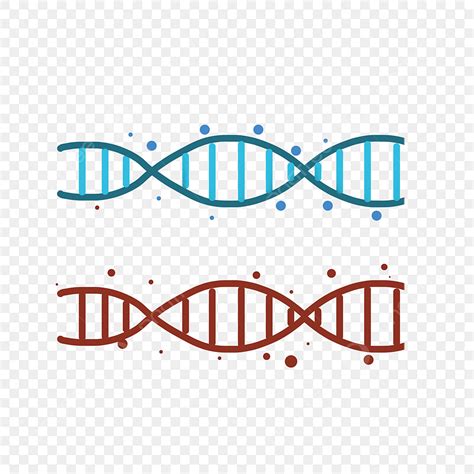 Dna双螺旋 的图像结果