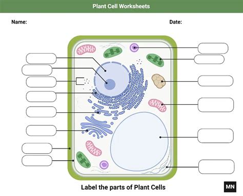 Plant Cell Structure 的图像结果