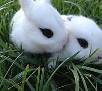 Image result for Newborn Wild Baby Bunnies