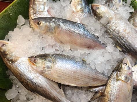 Bangladesh deploys 17 warships to protect Hilsa fish; Surveillance by ...