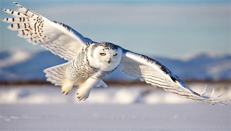 Image result for Northern Migration of Python's