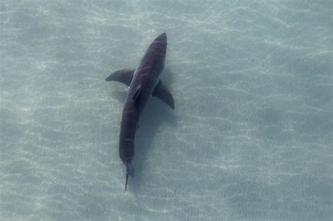 Real Shark Sightings Great White Enigma: In Search Of The