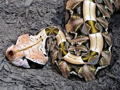 Gaboon Viper Snake Bite 的图像结果