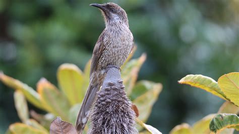 Field guides and references - Birds Queensland