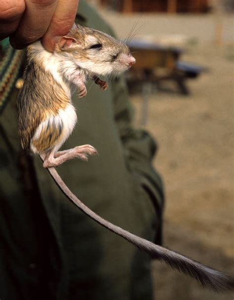 Family Heteromyidae Kangaroo Rates & Pocket Mice — Coke Smith Wildlife