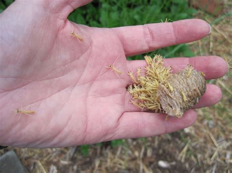 Praying Mantis Eggs - Database Plants