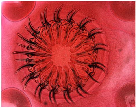 Animals | Special Issue : Helminths of Small Mammals