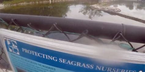 Environmentalists replenishing dying seagrass