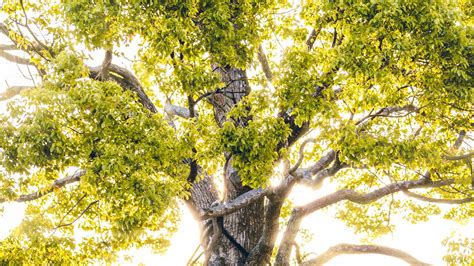Wallpaper tree, branches, sunlight, rays, bright hd, picture, image