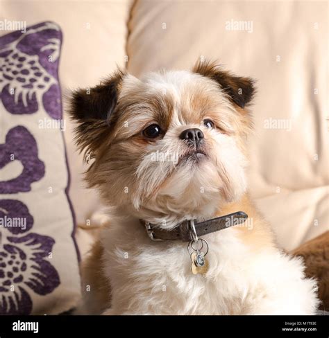 Pomeranian Shih Tzu Mix