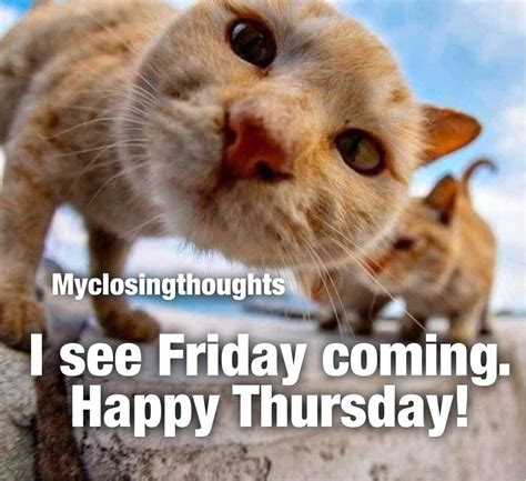 Thursday Cat Memes