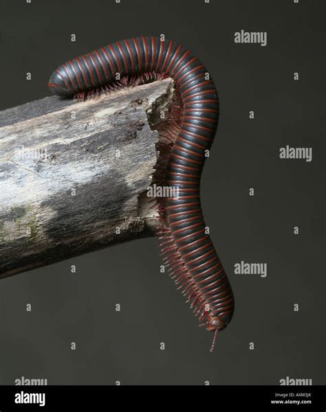 Millipede hi-res stock photography and images - Alamy