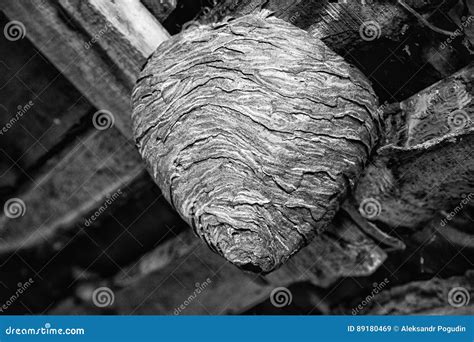 Big Wasp Nest in the Attic of a Country House Close Up Stock Image ...