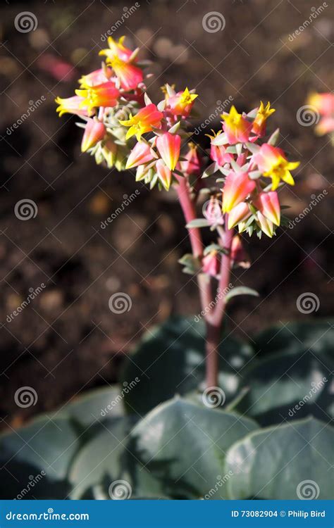 Echeveria Succulent Plant Flowers Stock Photo - Image of closeup, leaf ...