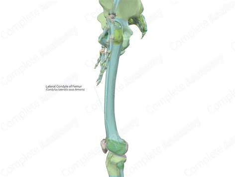 Lateral Condyle of Femur | Complete Anatomy