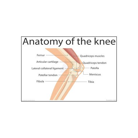 Anne Print Solutions® Anatomy of knee Chart Posters For Hospital ...