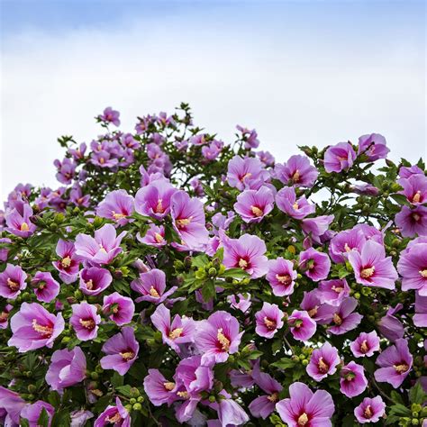 Purple Hibiscus For Sale | Wholesale Purple Hibiscus – Tennessee ...